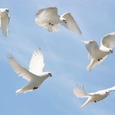 Hvad Betyder Drømme Om Fugle Drømmetydning Fugle - 