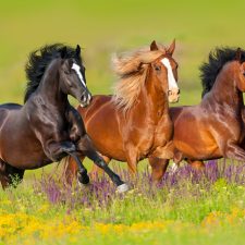 drømmetydning hest - drømme om heste - hest i drøm